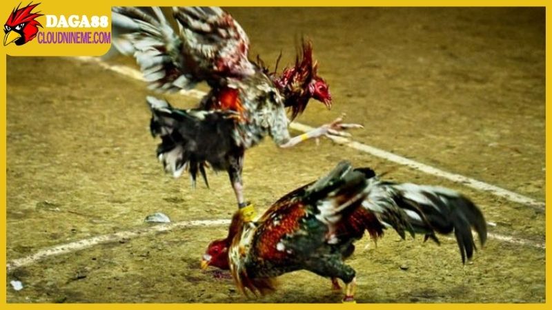 Trang Chủ 11 Xem đá gà bình luận mỗi ngày