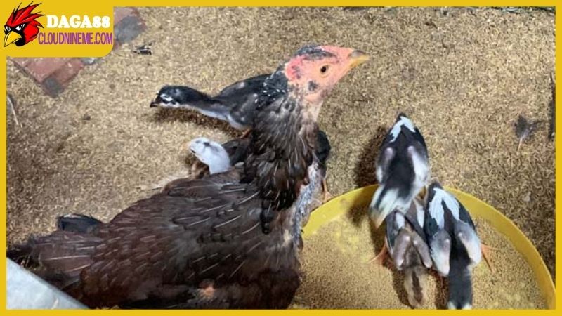 Cách chăm sóc gà chọi con từ khi mới nở sao cho chuẩn nhất 6 Cách chăm sóc gà chọi từng giai đoạn sau khi xuống ổ