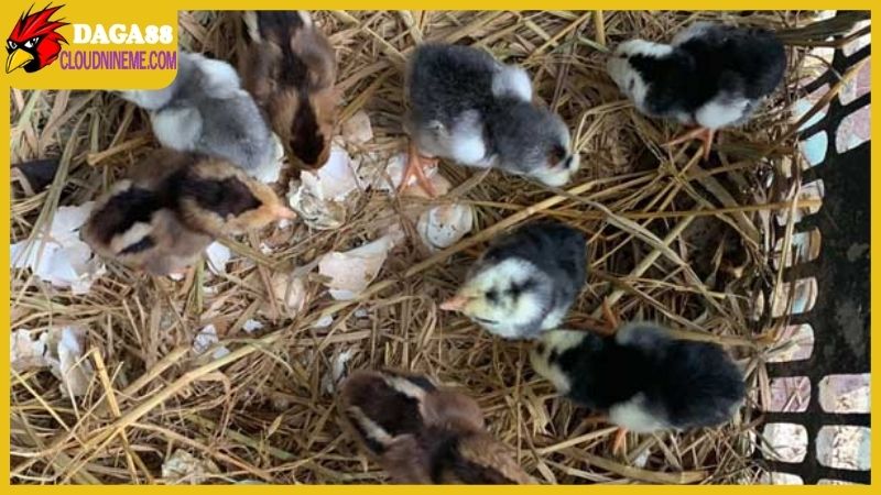 Cách chăm sóc gà chọi con từ khi mới nở sao cho chuẩn nhất 4 Cách chăm sóc gà chọi con