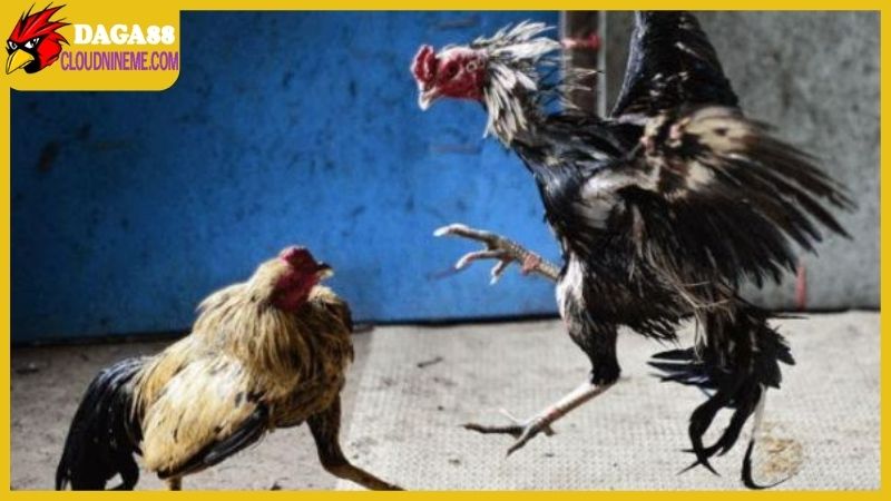 Cách chọn gà chọi hay chính là chìa khóa để thành công