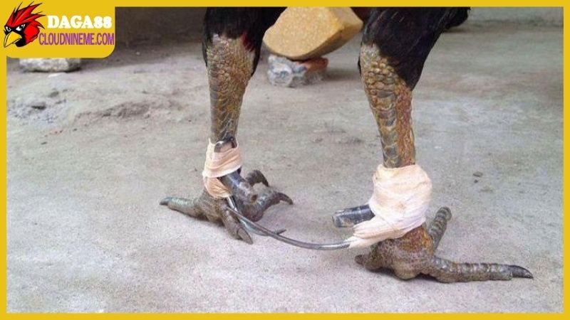 Cách lên cựa gà đá siêu chuẩn, đã ra sân là chỉ có thắng 6 Cách lên cựa gà đá đúng chuẩn chuyên nghiệp