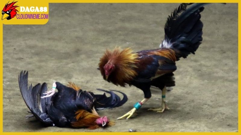 Cách lên cựa gà tre, kiểm tra và hiệu chỉnh trước khi đá