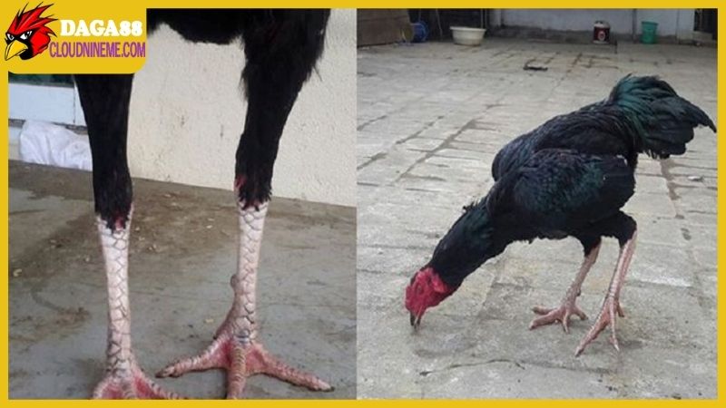 Gà chân chì tốt hay xấu, có nên phát triển loại gà này? 5 Gà chân chì tốt hay xấu vẫn là chủ đề tranh cãi