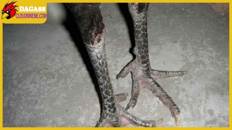 Gà chân chì tốt hay xấu, có nên phát triển loại gà này? 4 Gà chân chì tốt hay xấu,