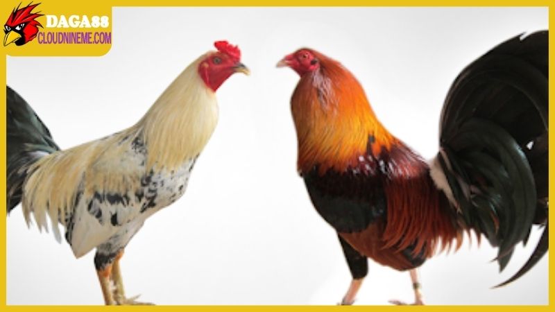 Kỹ thuật nuôi gà đá đúng chuẩn sư kê chuyên nghiệp trong khu vực 5 Kỹ thuật nuôi gà đá xây dựng trên nền tảng chọn giống