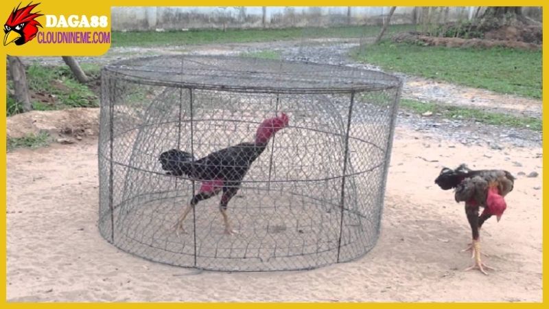 Kỹ thuật nuôi gà đá đúng chuẩn sư kê chuyên nghiệp trong khu vực 7 Kỹ thuật nuôi gà đá thông qua chế độ luyện tập đúng cách