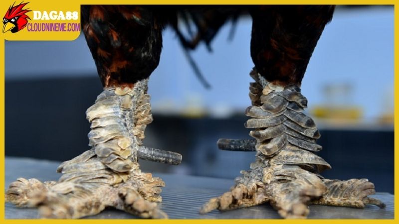 Làm thế nào để có thể lựa chọn được một nơi bán gà mái vảy rồng?