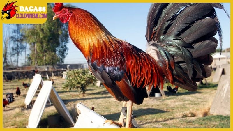 Gà Cao Lãnh Đồng Tháp có những đặc điểm gì nổi bật? 6 Ngoại hình của gà Cao Lãnh Đồng Tháp