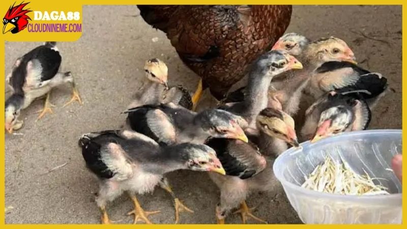 Cách chăm sóc gà chọi con từ khi mới nở sao cho chuẩn nhất 7 Tổng hợp một số sai lầm trong cách chăm sóc gà chọi con