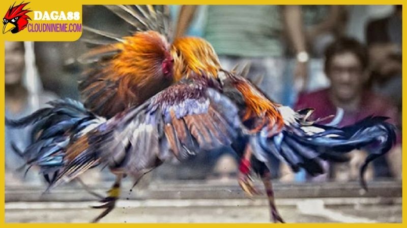 Tầm quan trọng trong việc xem ngày gà đá