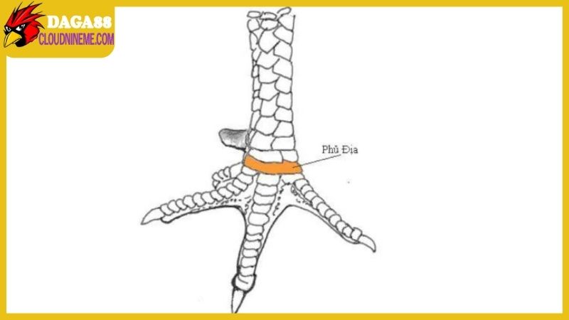 Xem vảy gà Cao Lãnh đúng chuẩn, đẹp và đá hay tuyệt 6 Vảy phủ địa thường gặp khi xem vảy gà Cao Lãnh