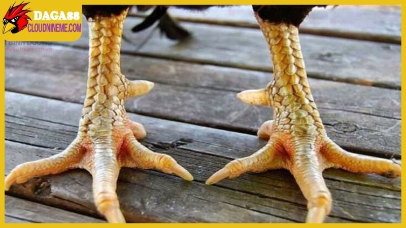 Xem vảy gà Cao Lãnh đúng chuẩn, đẹp và đá hay tuyệt 4 Xem vảy gà Cao Lãnh