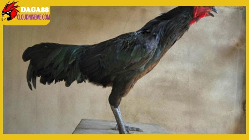 Gà chân chì tốt hay xấu, có nên phát triển loại gà này? 6 Những yếu tố ảnh hưởng đến gà chân chì tốt hay xấu