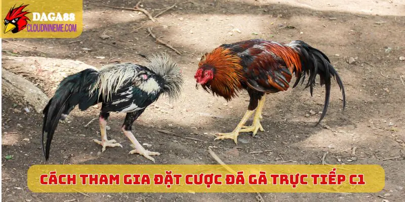 ĐÁ GÀ TRỰC TIẾP C1 6 Cách tham gia đặt cược Đá Gà Trực Tiếp C1 hiệu quả