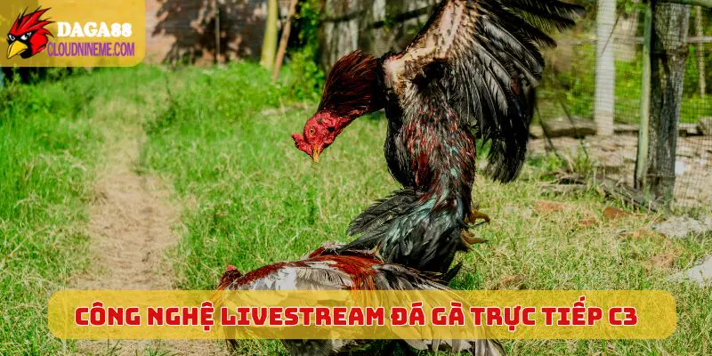 ĐÁ GÀ TRỰC TIẾP C3 4 Công nghệ livestream Đá Gà Trực Tiếp C3 cực khủng