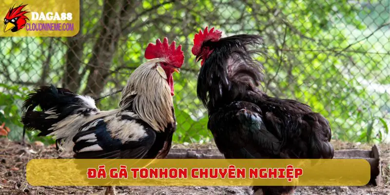 Đá gà tonhon 4 Đá gà Tonhon chuyên nghiệp với quy mô tổ chức cực lớn