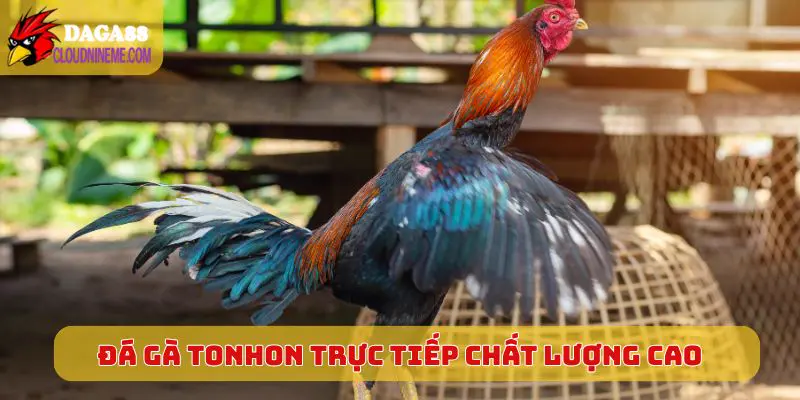 Đá gà tonhon 6 Đá gà Tonhon trực tiếp chất lượng cao, tương tác tốt