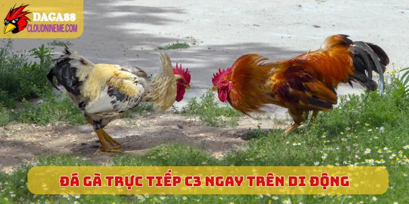 ĐÁ GÀ TRỰC TIẾP C3 5 Trải nghiệm Đá Gà Trực Tiếp C3 ngay trên di động mỗi ngày