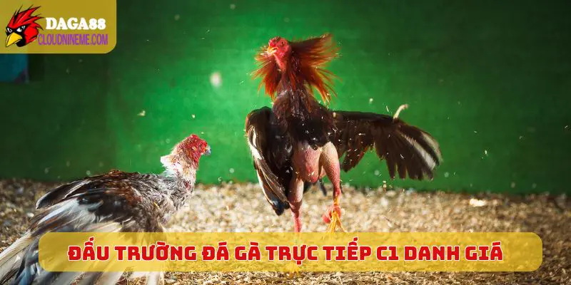 ĐÁ GÀ TRỰC TIẾP C1 4 Đấu trường Đá Gà Trực Tiếp C1 danh giá khu vực
