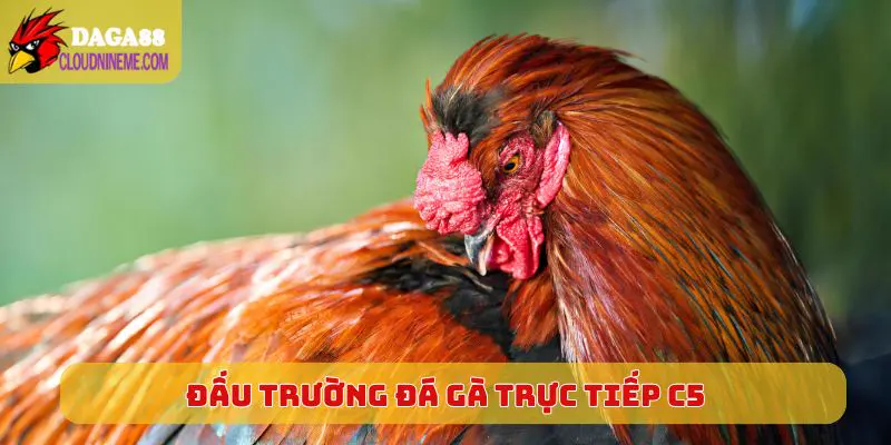 ĐÁ GÀ TRỰC TIẾP C5 4 Tổng quan về đấu trường Đá Gà Trực Tiếp C5 hấp dẫn