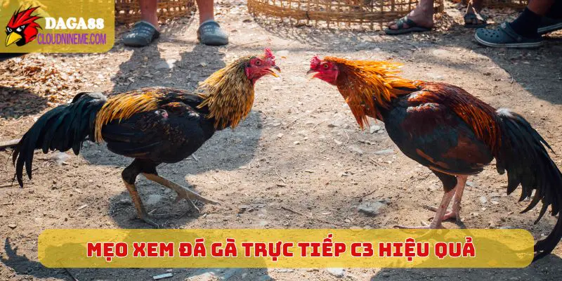 ĐÁ GÀ TRỰC TIẾP C3 6 Mẹo xem Đá Gà Trực Tiếp C3 hiệu quả, tuyệt vời hơn