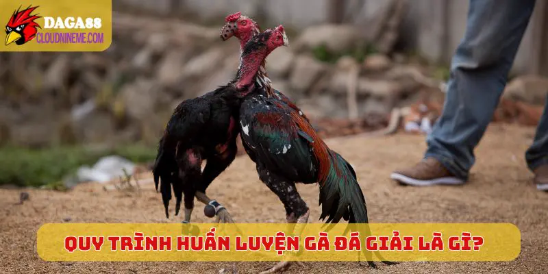 Gà đá giải là gì 6 Quy trình huấn luyện chuẩn của dòng gà đá giải là gì?