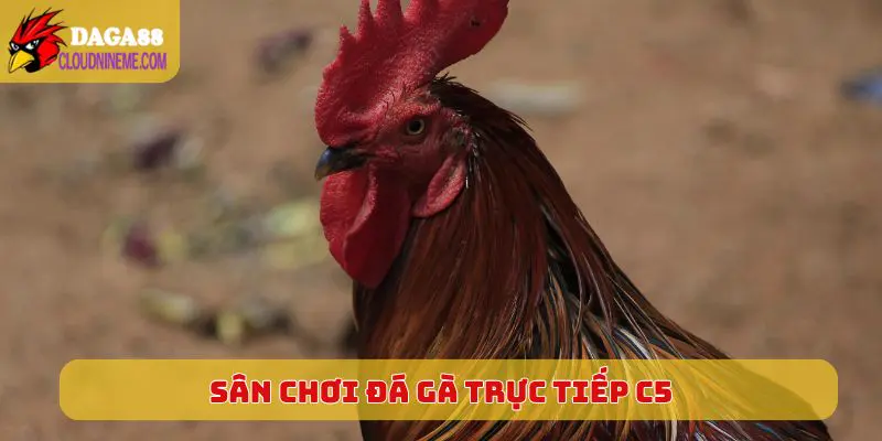 ĐÁ GÀ TRỰC TIẾP C5 5 Tiêu chuẩn của sân chơi Đá Gà Trực Tiếp C5