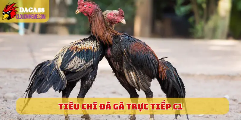 ĐÁ GÀ TRỰC TIẾP C1 5 Tiêu chí của một chiến kê thông thường tại Đá Gà Trực Tiếp C1