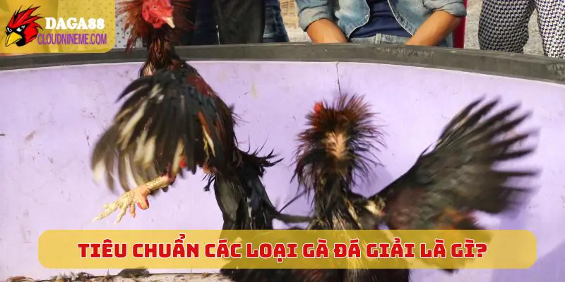 Gà đá giải là gì 5 Tiêu chuẩn cơ bản của các loại gà đá giải là gì?