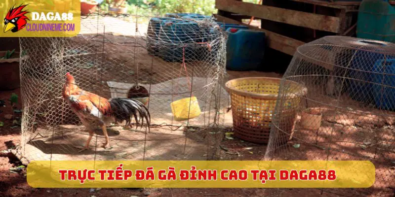 Daga88 4 Trực tiếp đá gà đỉnh cao mới nhất hôm nay tại Daga88